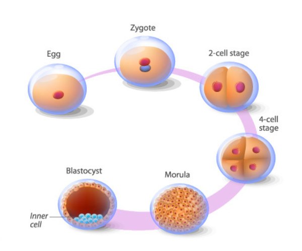 Blastocyst Culture