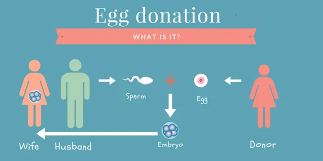 IVF Egg Donor