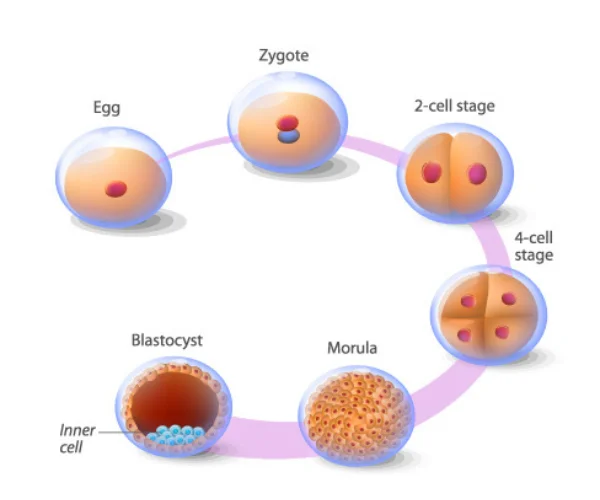 blastocyst culture
